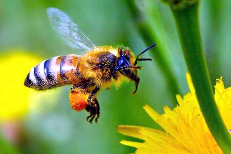 Responsáveis pela polinização, abelhas correm risco de extinção