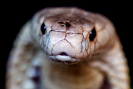 Ministério Público denuncia quatro pessoas no caso da cobra Naja