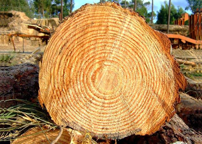 Árvores testemunham a poluição ambiental, revela um estudo suíço