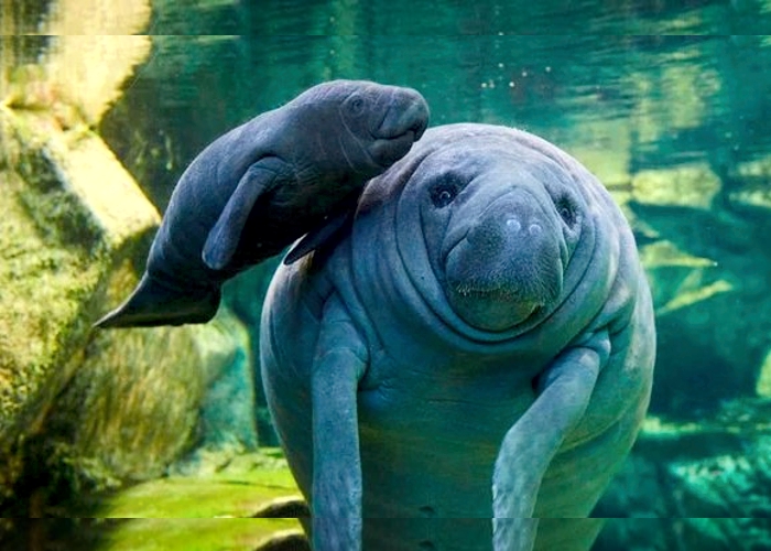 Projeto comemora nascimento de peixe-boi-marinho na Paraíba