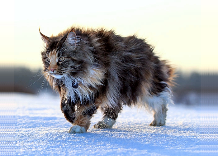 66 curiosidades sobre gatos que você nunca imaginou