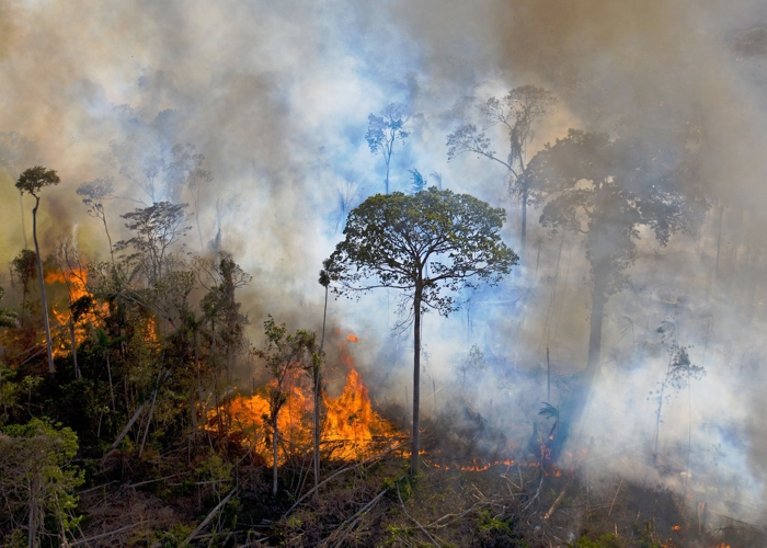 Com 7 mil focos de queimadas, Amazonas tem pior mês de fogo no ano