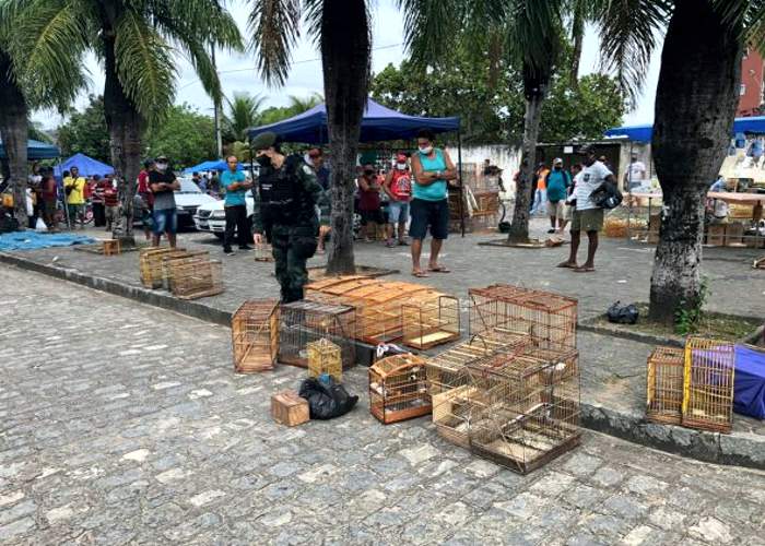 Tráfico de animais: Operação prende 3 e apreende 179 aves silvestres