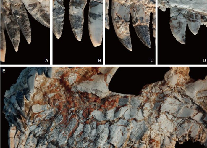 Fóssil achado em MG pode revelar novidades sobre dinossauros