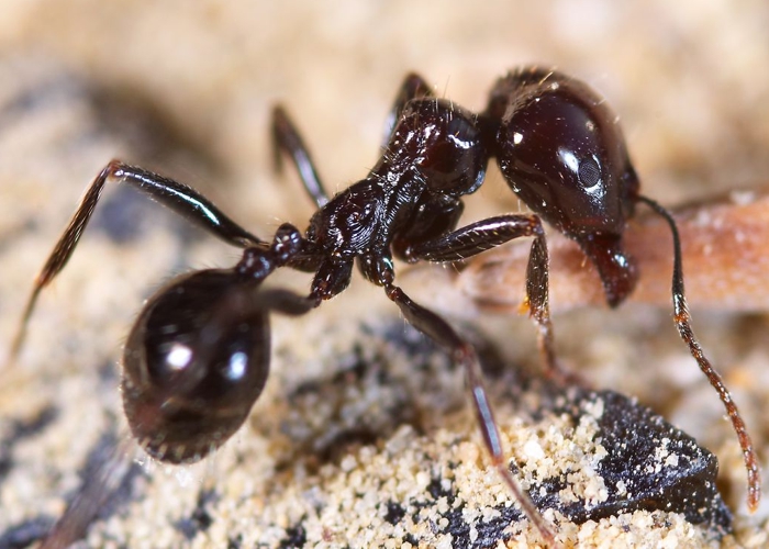 Formiga fusca: o inseto treinado para detectar o câncer