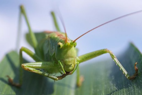 Cientistas descobriram que Gafanhotos podem sentir o cheiro de células cancerígenas