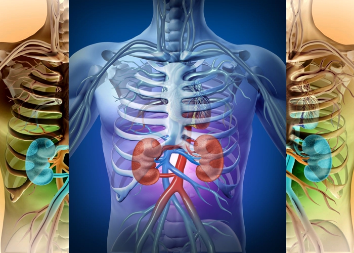 Erros que você comete e acabam com a saúde dos seus rins