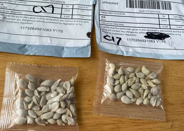 Sementes misteriosas da China chegam ao Brasil e autoridades emitem alerta