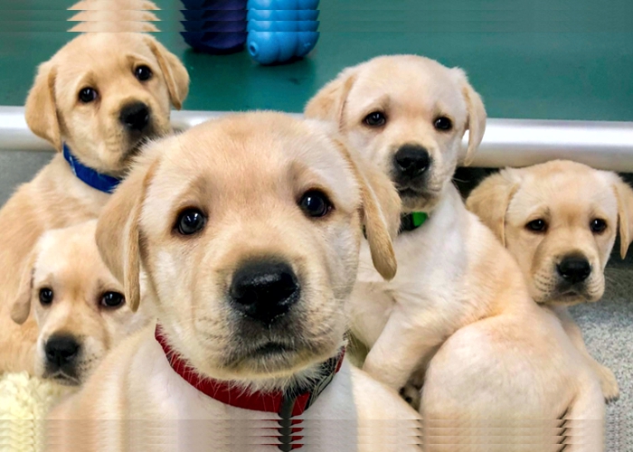 Por quanto tempo os cachorros podem viver ?