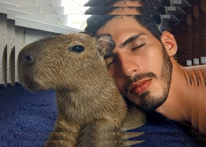 Influenciador recupera capivara Filó após ser autuado pelo Ibama