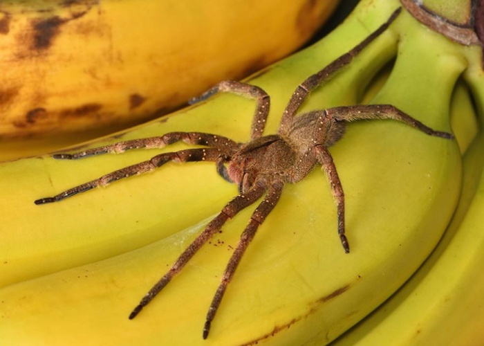 Molécula encontrada no veneno de aranha-armadeira funciona como Viagra
