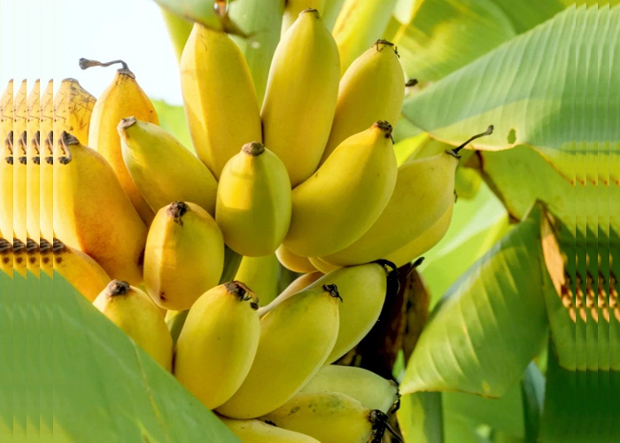 O que acontece com seu corpo se você comer uma banana por dia?