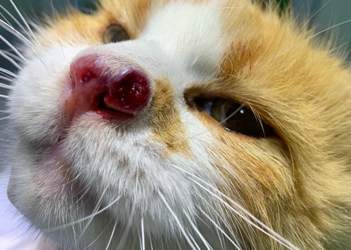 Paraíba registrou um aumento dos casos de esporotricose humana