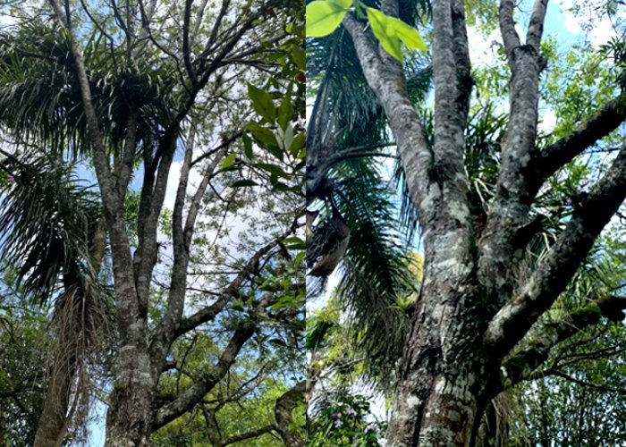 Extrato de Cedrico reduz diabetes, obesidade e gordura no fígado, aponta estudo