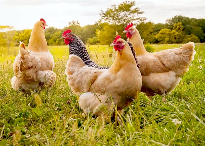 Seis países vizinhos do Brasil confirmam casos de gripe aviária