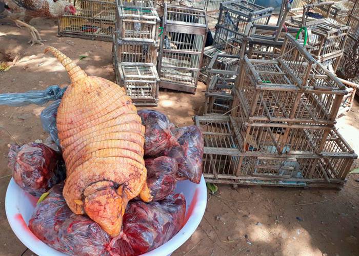 Ibama apreende 572 animais silvestres em operação no Sertão da Paraíba