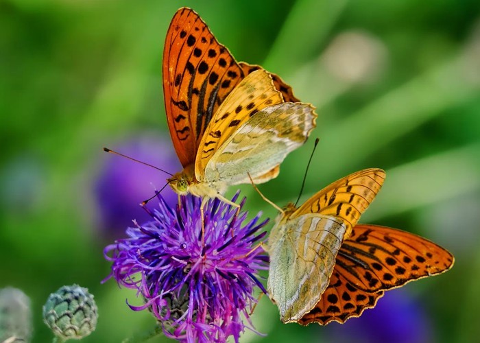 Borboletas