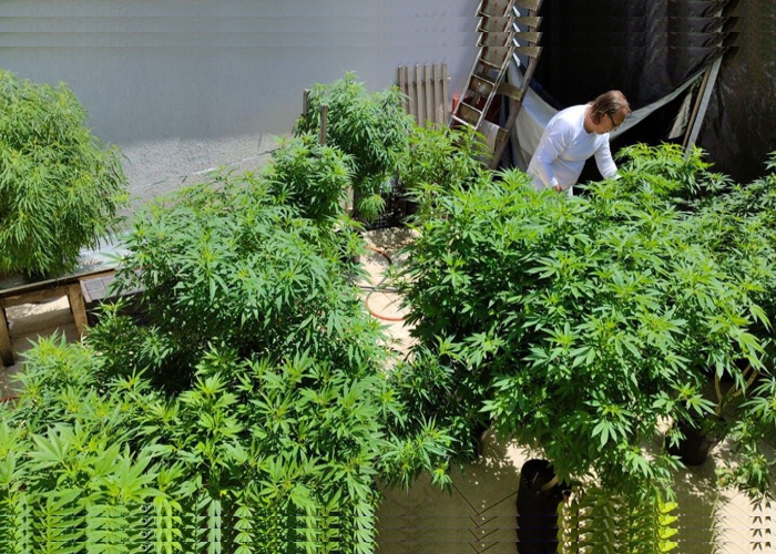 Cannabis medicinal: Conheça histórias de quem luta para ter o remédio