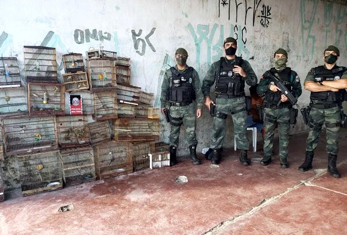 Polícia apreende mais de 50 aves silvestres e combate o tráfico de animais na Paraíba