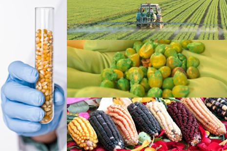 Comissão na Câmara aprova isenção de Cofins/PIS/Pasep para farelo e óleo de milho