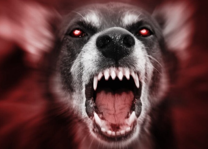 Vacinação contra a raiva animal é realizada em toda Paraíba