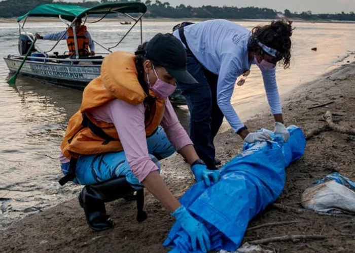 ICMBio vai apurar causas da morte de botos no Amazonas