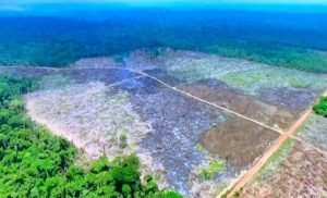 amazonia_desflorestamento