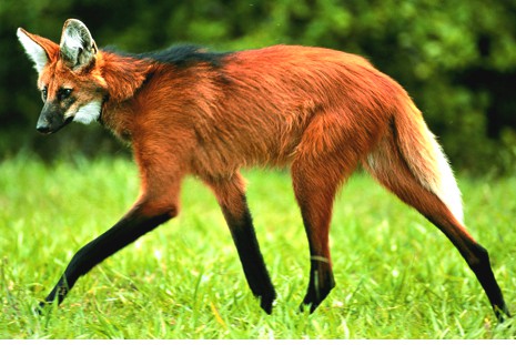 Banco Central do Brasil lançará cédula de R$ 200,00